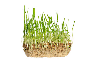 Grass isolated. Cat grass grown in soil, on a transparent background