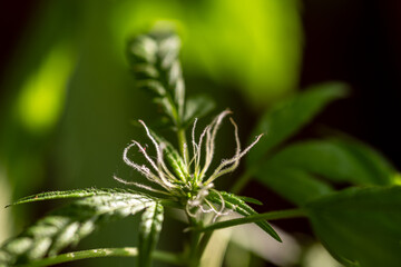 Close-up of a young flower of a cannabis plant