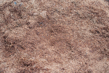  a fine grind of coco peat for instant nutrient and minerals on the soil - obrazy, fototapety, plakaty