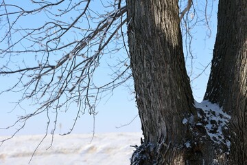 Closeup shot of a large tree with snow on the branches