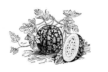 Watermelon sketch isolated on white. Hand drawn sketch illustration engraving style - 782940150