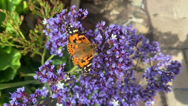 Closeup shot of a beautiful orange butterfly with spotted wings on purple flowers