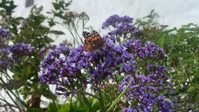 Closeup shot of a beautiful orange butterfly with spotted wings on purple flowers