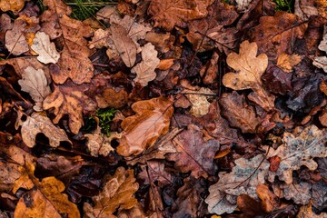 Closeup of water drops on the leaves on a muddy ground