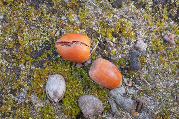 two brown oak acorns lie on green moss in nature
