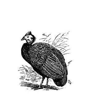 Pintade croquis isol&eacute; sur blanc. Style de gravure d'illustration de croquis dessin&eacute;s &agrave; la main