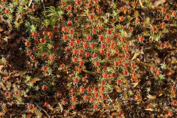 natural plant texture of red green flowering flowers moss