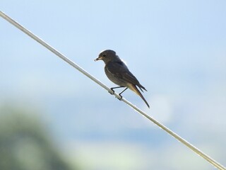 Closeup of an immature black redstart, Phoenicurus ochruros.