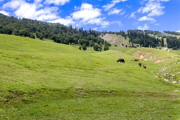Beautiful shot of cows grazing in lush green meadows and mountains of Kashmir