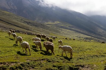 Naklejka premium Beautiful shot of a herd of sheep grazing on a rural mountainside valley