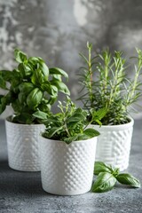 Fresh herbs in white pots, perfect for kitchen decor