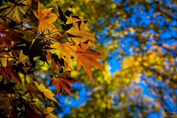 Closeup shot of a branch with orange autumn leaves