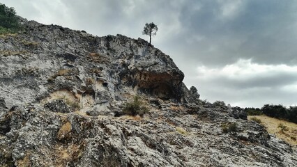 Beautiful tree growing on the top of a cliff with a cloudy sky in the background