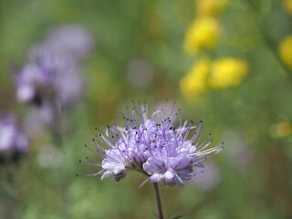 Closeup of blooming Phacelia flower