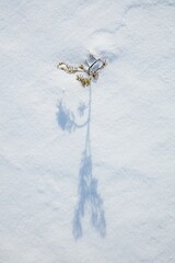 Closeup of small pine tree at snowy marsh in sunny winter weather with snow covering the ground, Toronsuo National Park, Tammela, Finland.