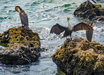 Great cormorants (Phalacrocorax carbo lucidus) drying their feathers the shores of the city center...