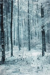 A snowy forest scene perfect for winter themes