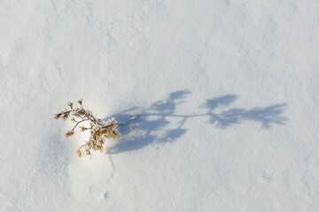 Closeup of small pine tree at snowy marsh in sunny winter weather with snow covering the ground,...