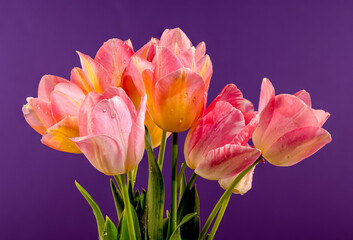 Pink tulips flowers on a purple background