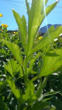 Vertical drone footage through Buttercup yellow flowers field under blue sky