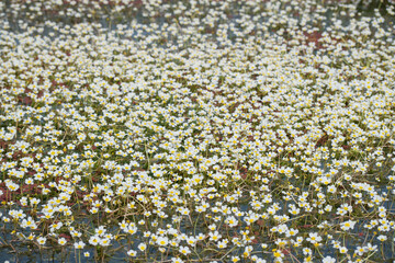 Water daisies blooming in spring cover the surface of the water like a carpet.