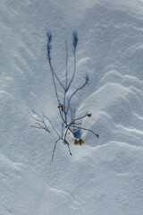 Closeup of small pine tree at snowy marsh in sunny winter weather with snow covering the ground, Toronsuo National Park, Tammela, Finland.