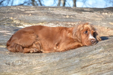 Cocker Spaniel