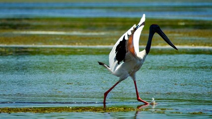 Closeup of a an Asian yabiru (Ephippiorhynchus asiaticus) in the lake