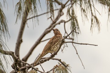 Closeup of a Timor figbird (Sphecotheres viridis) on the branch of a tree
