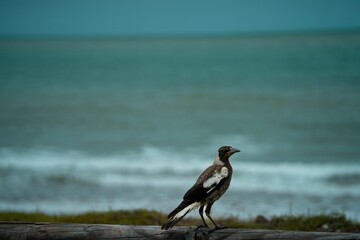 Closeup of a Magpies (Magpies) on a wood against blurred sea