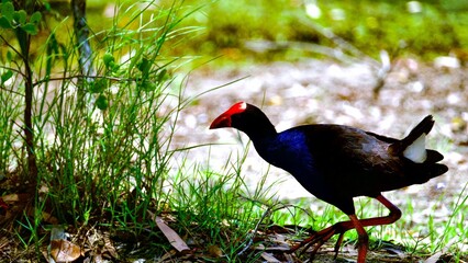 Australasian swamphen  walking in grassland