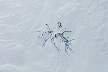 Closeup of small pine tree at snowy marsh in sunny winter weather with snow covering the ground, Toronsuo National Park, Tammela, Finland.