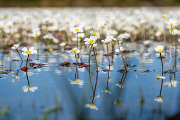 Water daisies blooming in spring cover the surface of the water like a carpet.
