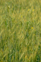 Beautiful green wheat field as background 