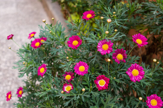 Inquadratura ravvicinata di un cespuglio di margherite rosa fucsia con centro giallo brillante all'aperto nel giardino di un borgo storico sfocato sullo sfondo