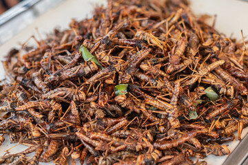 Close-up of fried grasshopper Selective focus.