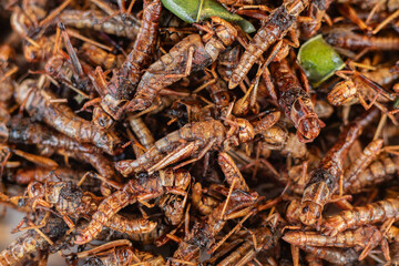 fried grasshoppers