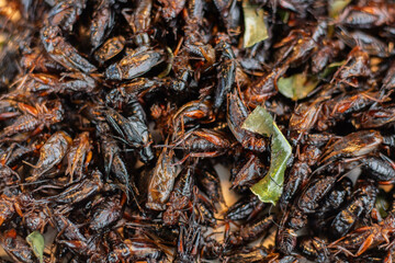 Close-up of fried crickets