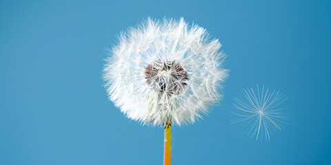 Serene Dandelion Seed Head Against Blue Sky