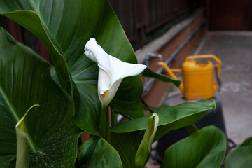 Coltivazione della calla bianca in giardino