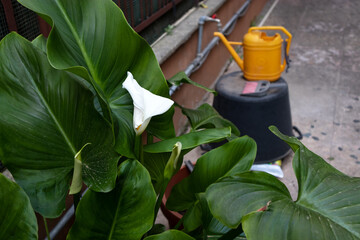 Coltivazione della calla bianca in giardino