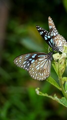 Vertical shot of beautiful black blue butterflies on a plant
