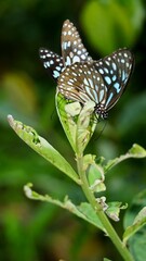 Vertical shot of beautiful black blue butterflies on a plant