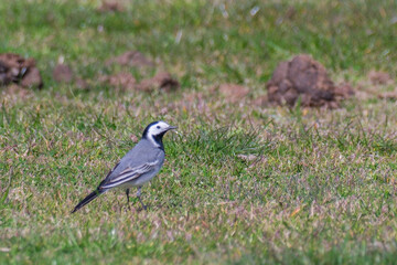 White Wagtail searching for food on the ground