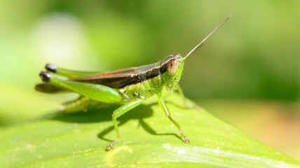 Closeup of a grasshopper on a green leaf - Powered by Adobe