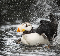 Horned Puffin (Fratercula corniculata) flapping wings in water, Alaska, USA.