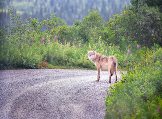 A wolf walking across the road. Viewed from the bus travelling on Denali Park Road. Denali National Park and Preserve. Alaska. USA. - 782949788