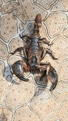 Top view of Gigantometrus swammerdami walking on stone floor