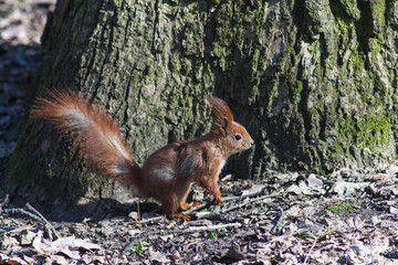 European Red Squirrel In The Park