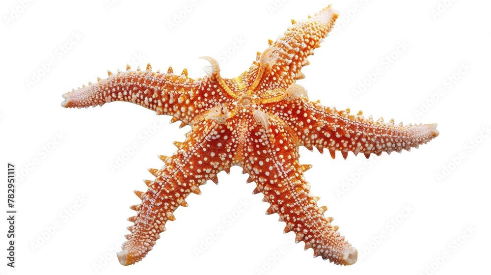 Poster close up view of a starfish on a plain white background. suitable for marine life concepts